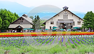 Colorful flower field and a green house