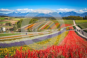 Colorful flower field on the hill at Shikisai no oka farm, Biei, Hokkaido, Japan