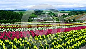 Colorful flower field in Hokkaido, Japan