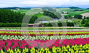 Colorful flower field in Hokkaido, Japan