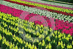 Colorful flower field in Hokkaido, Japan