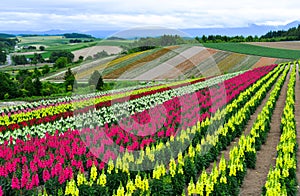 Colorful flower field in Hokkaido, Japan