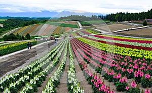 Colorful flower field in Hokkaido, Japan