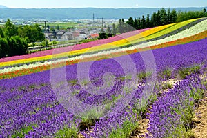 Colorful flower field, Hokkaido, Japan