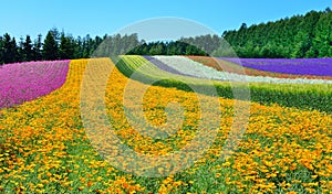 Colorful flower field, Hokkaido, Japan