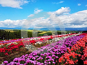 Colorful flower field, Hokkaido, Japan