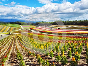 Colorful flower field, Hokkaido, Japan