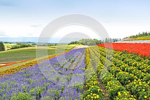 Colorful flower field in Hokkaido, Japan