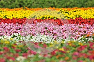 Colorful flower field in Japan
