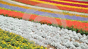Colorful flower field in Japan