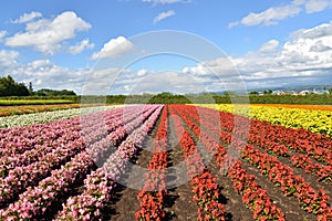 Colorful flower field in Japan