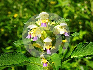 Colorful flower in field, Lithuania