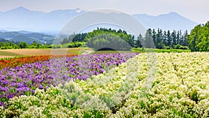 Colorful Flower Field in Summer, Hokkaido Japan