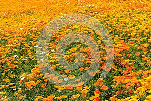 Colorful Flower Field in Summer, Hokkaido Japan