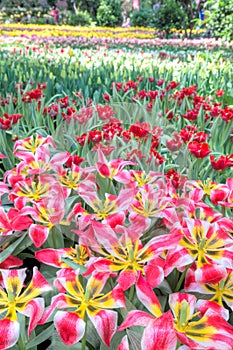 Colorful flower fields