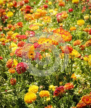 Colorful Flower Fields, Southern California