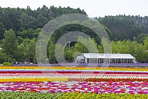 Colorful flower fields of Tomita farm, Furano, Hokkaido