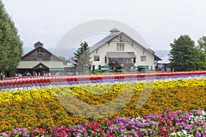 Colorful flower fields of Tomita farm, Furano, Hokkaido