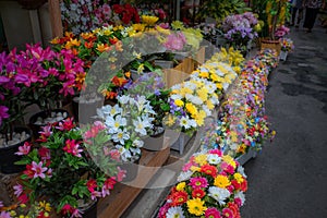 Colorful flower in the flower market