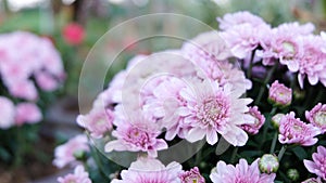 Colorful flower.Flower for postcard beauty decoration and agriculture concept design. Beautiful flower in tropical garden.