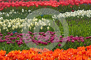 Colorful flower garden