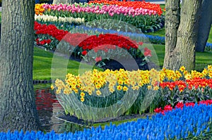 Colorful flower garden