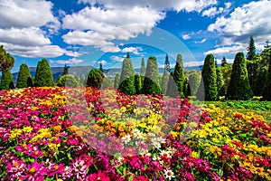 Colorful flower garden