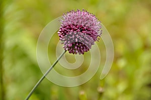 Single purple spikes flower