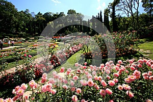 Colorful flower garden in Mae Fah Luang, Chiang Rai, Thailand