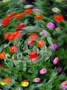 Colorful Flower Garden Twirl Motion Blur