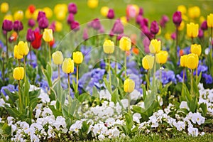 Colorful  Flower Garden With Various Tulips Flowers