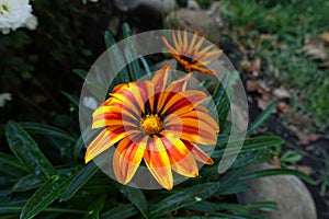 Colorful flower of Gazania rigens `Big Kiss Yellow Flame` in Ocotber