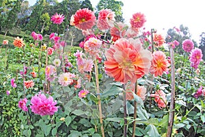 Colorful flower with green tree background