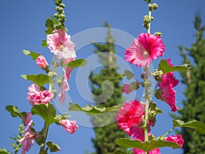 Colorful flower head of hollyhock on the blue