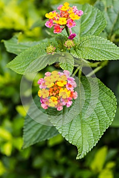 Colorful flower of Lantana, montevidensis, verbena, Common Lantana.