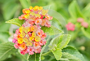 Vistoso flor, Salvaje sabio tela de bebé 