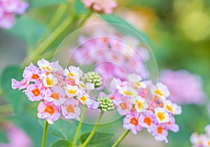 Vistoso flor, Salvaje sabio tela de bebé 