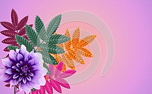 Colorful flower and leaves on a plain background