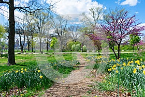 Colorful Flower Lined Spring Path on Randalls and Wards Islands of New York City photo