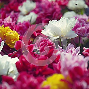 Colorful flower meadow