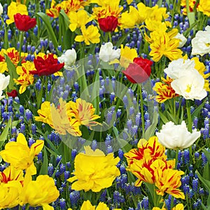 Colorful flower meadow