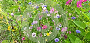 Colorful flower meadow with fieldflowers