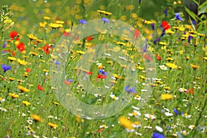 Colorful flower meadow. The Netherlands, Europe.