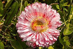 A colorful flower of a plant called Daisy, Bellis perennis