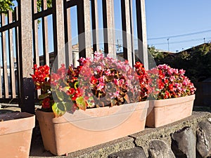 Colorful flower pot decoration
