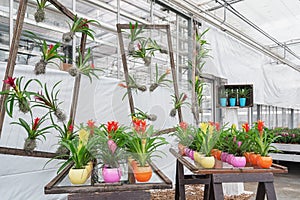Colorful flower pots filled with colorful bromelias in a greenhouse in the Netherlands photo