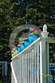 Colorful flower pots on a white balcony railing