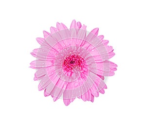 Colorful flower top view pink gerbera or barberton daisy  blooming with water drops isolated on white background , clipping path