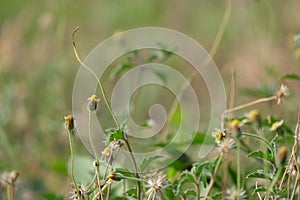 Colorful flower on tropical foliage nature background.