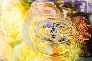 Colorful flower of water reflection and water drop